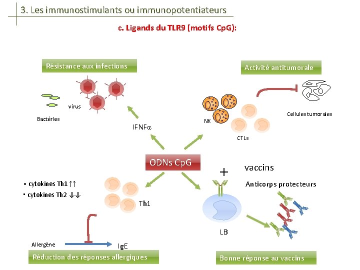 3. Les immunostimulants ou immunopotentiateurs c. Ligands du TLR 9 (motifs Cp. G): Résistance