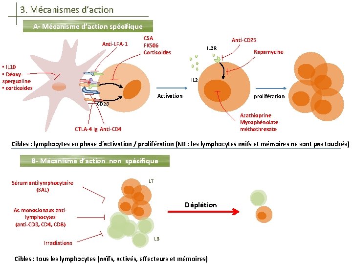 3. Mécanismes d’action A- Mécanisme d’action spécifique Anti-LFA-1 CSA FK 506 Corticoides • IL