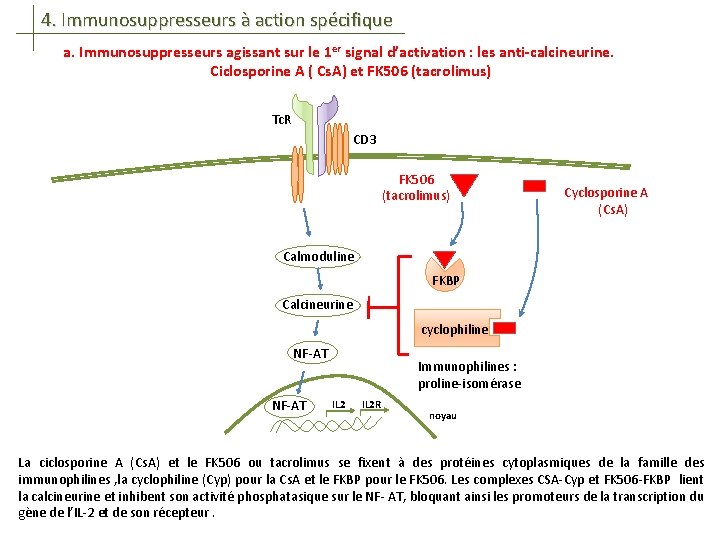 4. Immunosuppresseurs à action spécifique a. Immunosuppresseurs agissant sur le 1 er signal d’activation