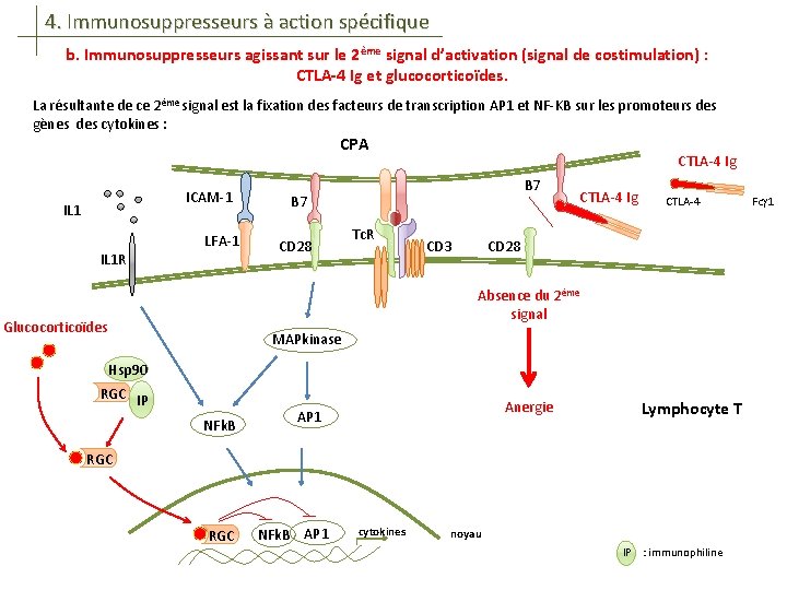 4. Immunosuppresseurs à action spécifique b. Immunosuppresseurs agissant sur le 2ème signal d’activation (signal