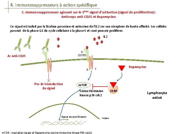 4. Immunosuppresseurs à action spécifique C. Immunosuppresseurs agissant sur le 3ème signal d’activation (signal