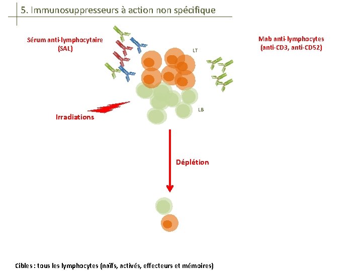 5. Immunosuppresseurs à action non spécifique Sérum anti-lymphocytaire (SAL) Irradiations Mab anti-lymphocytes (anti-CD 3,
