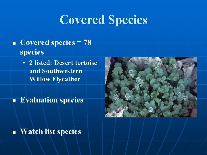 Covered Species n Covered species = 78 species • 2 listed: Desert tortoise and