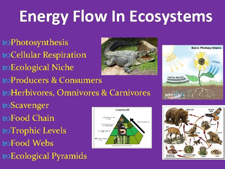 Energy Flow In Ecosystems Photosynthesis Cellular Respiration Ecological Niche Producers & Consumers Herbivores, Omnivores