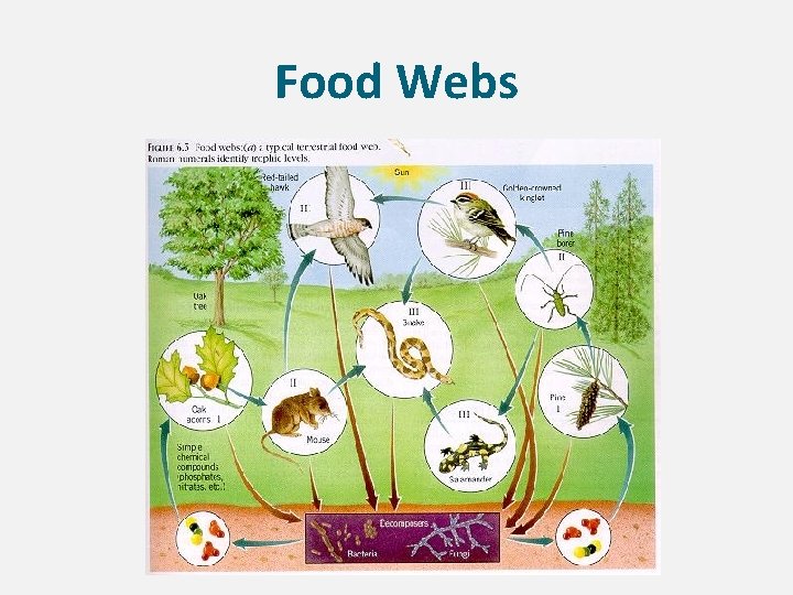 Food Webs 