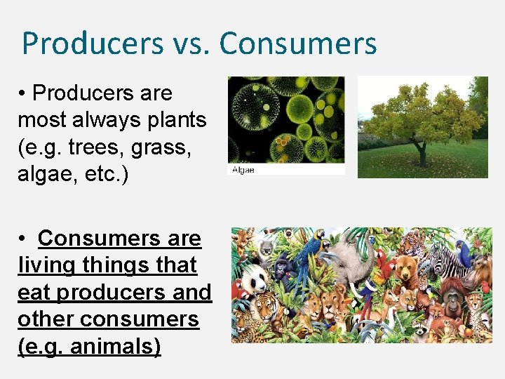 Producers vs. Consumers • Producers are most always plants (e. g. trees, grass, algae,