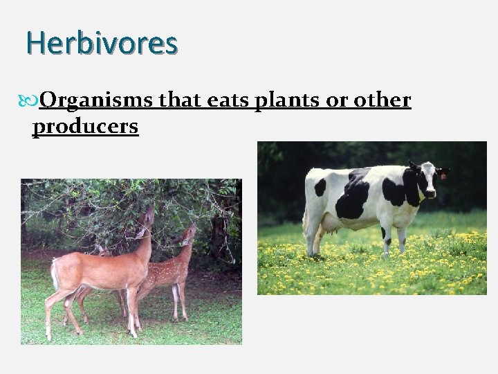 Herbivores Organisms that eats plants or other producers 