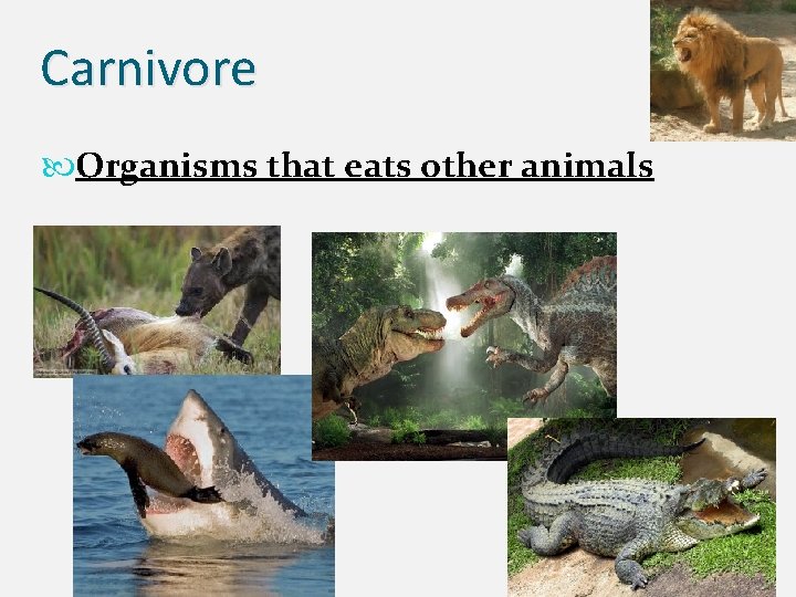 Carnivore Organisms that eats other animals 