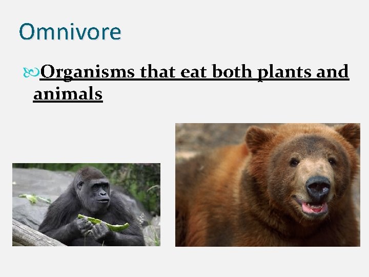 Omnivore Organisms that eat both plants and animals 