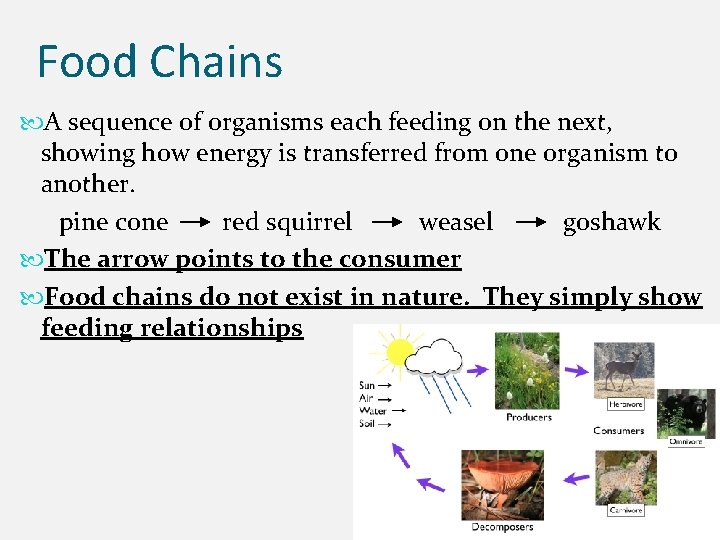 Food Chains A sequence of organisms each feeding on the next, showing how energy