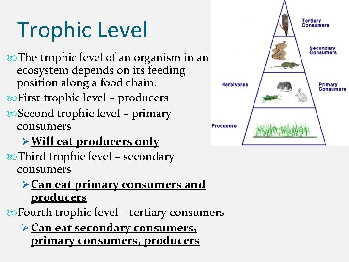 Trophic Level The trophic level of an organism in an ecosystem depends on its