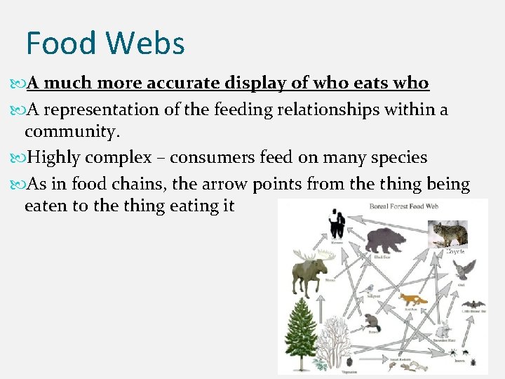 Food Webs A much more accurate display of who eats who A representation of