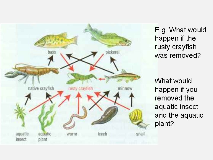 E. g. What would happen if the rusty crayfish was removed? What would happen