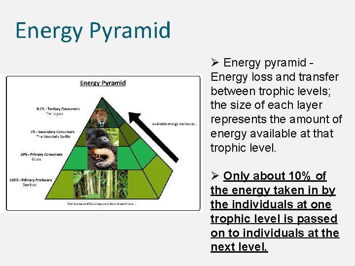 Energy Pyramid Ø Energy pyramid Energy loss and transfer between trophic levels; the size