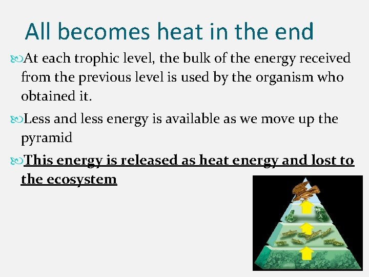 All becomes heat in the end At each trophic level, the bulk of the