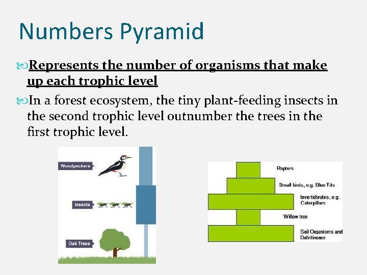 Numbers Pyramid Represents the number of organisms that make up each trophic level In