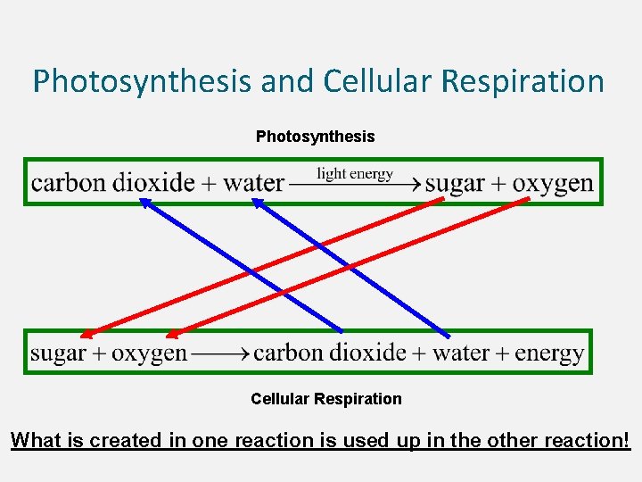 Photosynthesis and Cellular Respiration Photosynthesis Cellular Respiration What is created in one reaction is