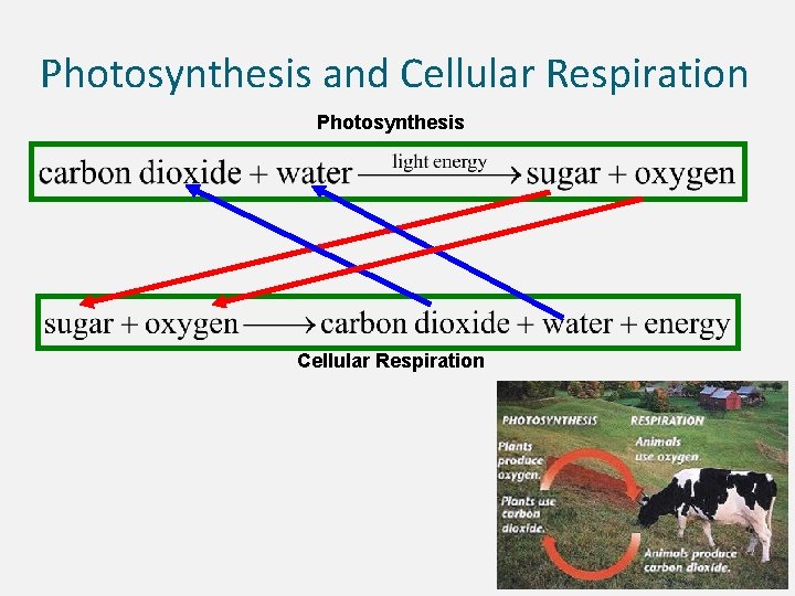 Photosynthesis and Cellular Respiration Photosynthesis Cellular Respiration 