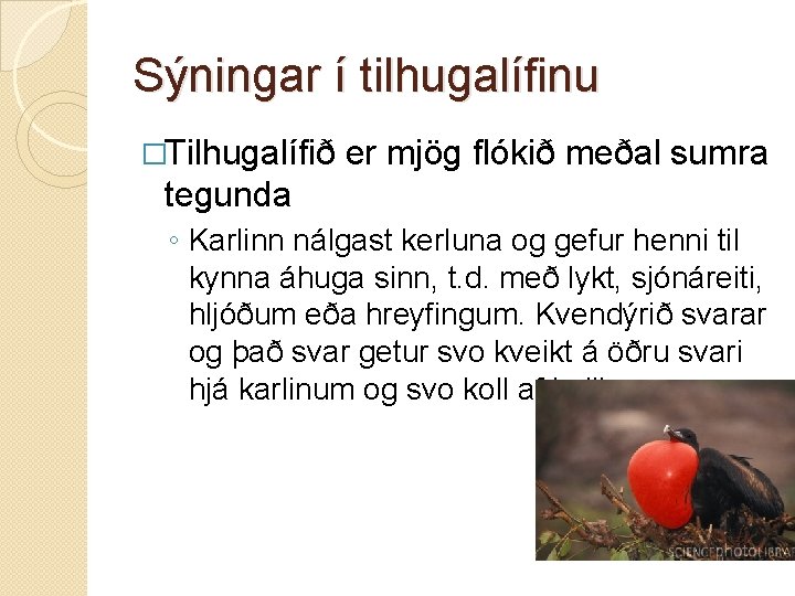 Sýningar í tilhugalífinu �Tilhugalífið er mjög flókið meðal sumra tegunda ◦ Karlinn nálgast kerluna