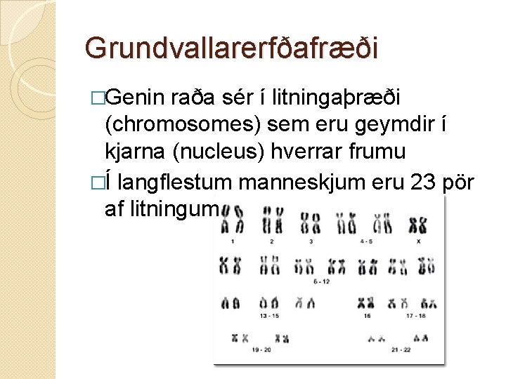 Grundvallarerfðafræði �Genin raða sér í litningaþræði (chromosomes) sem eru geymdir í kjarna (nucleus) hverrar