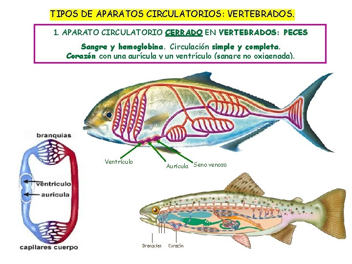 TIPOS DE APARATOS CIRCULATORIOS: VERTEBRADOS. 1. APARATO CIRCULATORIO CERRADO EN VERTEBRADOS: PECES Sangre y
