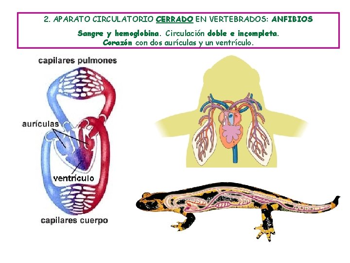 2. APARATO CIRCULATORIO CERRADO EN VERTEBRADOS: ANFIBIOS Sangre y hemoglobina. Circulación doble e incompleta.