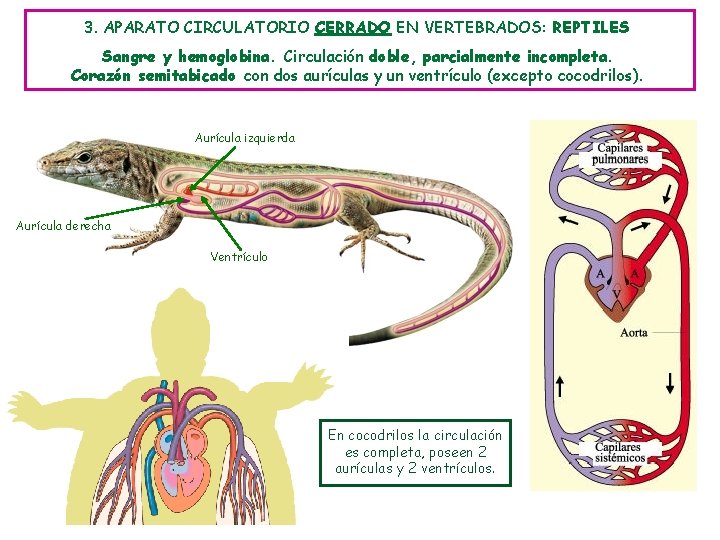 3. APARATO CIRCULATORIO CERRADO EN VERTEBRADOS: REPTILES Sangre y hemoglobina. Circulación doble, parcialmente incompleta.