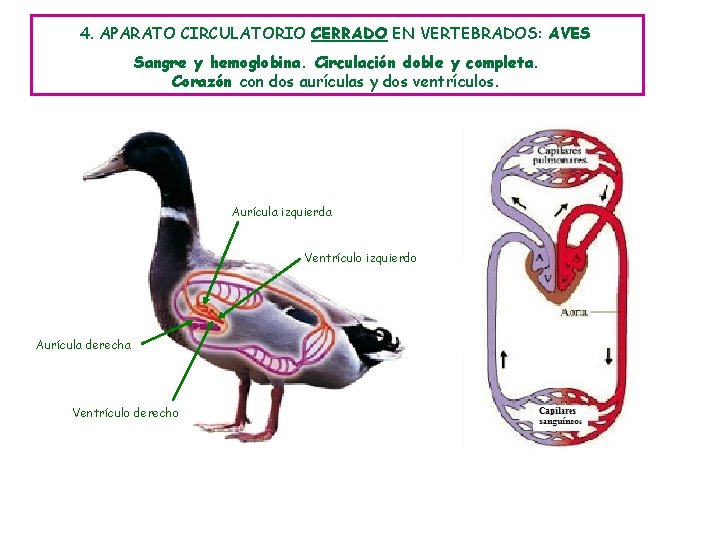4. APARATO CIRCULATORIO CERRADO EN VERTEBRADOS: AVES Sangre y hemoglobina. Circulación doble y completa.