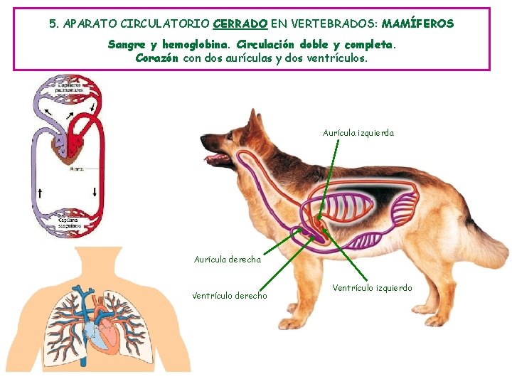 5. APARATO CIRCULATORIO CERRADO EN VERTEBRADOS: MAMÍFEROS Sangre y hemoglobina. Circulación doble y completa.