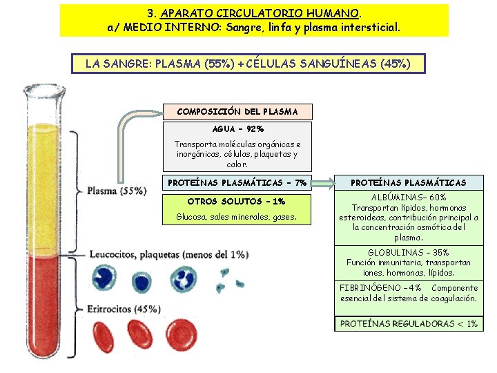 3. APARATO CIRCULATORIO HUMANO. a/ MEDIO INTERNO: Sangre, linfa y plasma intersticial. LA SANGRE: