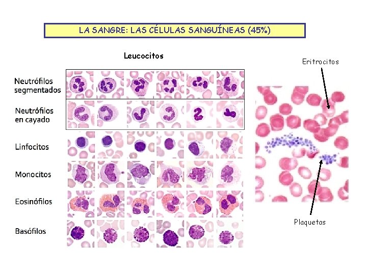 LA SANGRE: LAS CÉLULAS SANGUÍNEAS (45%) Leucocitos Eritrocitos Plaquetas 
