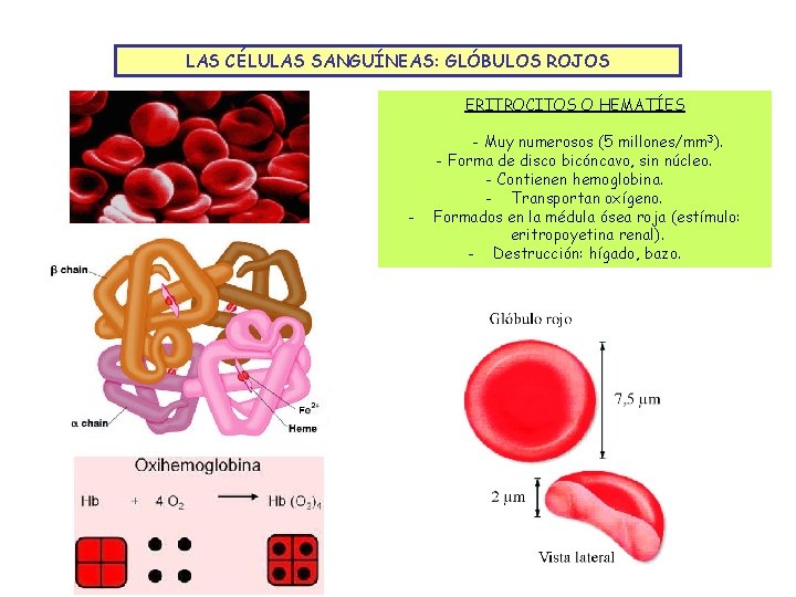 LAS CÉLULAS SANGUÍNEAS: GLÓBULOS ROJOS ERITROCITOS O HEMATÍES - - Muy numerosos (5 millones/mm