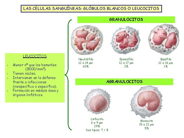 LAS CÉLULAS SANGUÍNEAS: GLÓBULOS BLANCOS O LEUCOCITOS GRANULOCITOS LEUCOCITOS - - Menor nº que