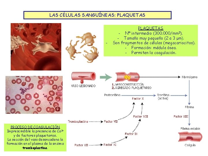 LAS CÉLULAS SANGUÍNEAS: PLAQUETAS - PROCESO DE COAGULACIÓN Imprescindible la presencia de Ca 2+