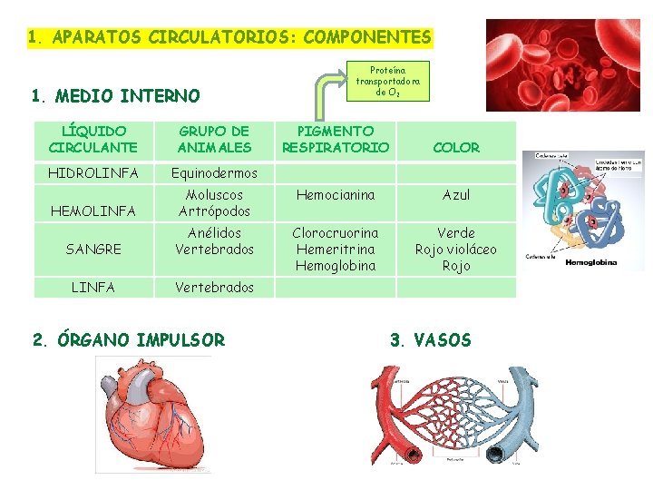 1. APARATOS CIRCULATORIOS: COMPONENTES 1. MEDIO INTERNO LÍQUIDO CIRCULANTE GRUPO DE ANIMALES HIDROLINFA Equinodermos