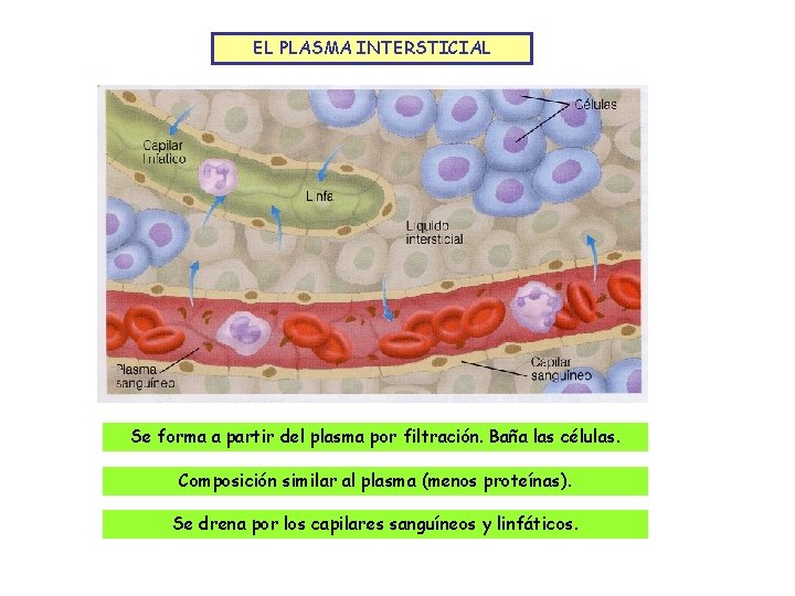 EL PLASMA INTERSTICIAL Se forma a partir del plasma por filtración. Baña las células.