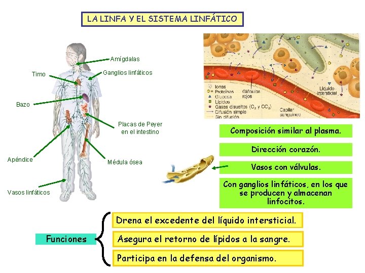 LA LINFA Y EL SISTEMA LINFÁTICO Amígdalas Timo Ganglios linfáticos Bazo Placas de Peyer