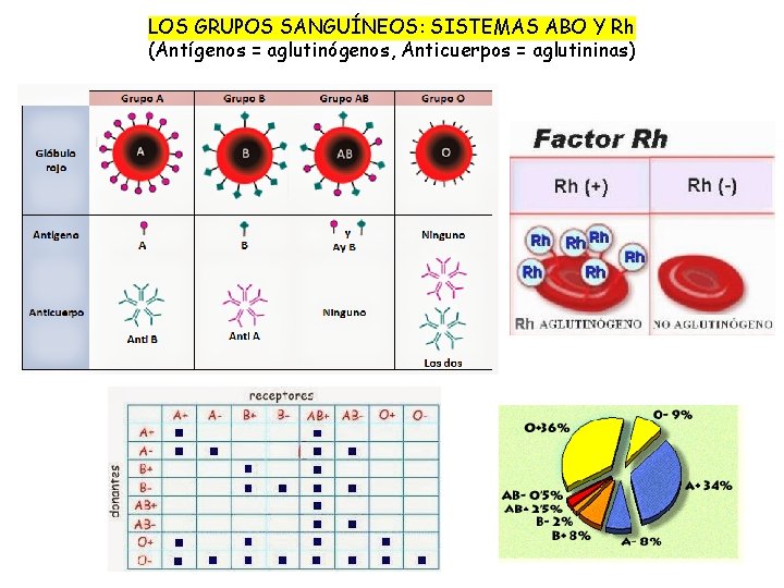 LOS GRUPOS SANGUÍNEOS: SISTEMAS ABO Y Rh (Antígenos = aglutinógenos, Anticuerpos = aglutininas) 