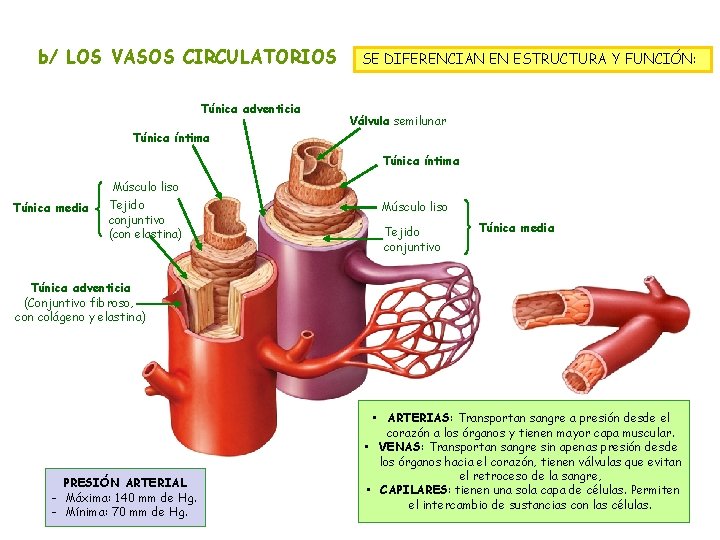 b/ LOS VASOS CIRCULATORIOS Túnica adventicia SE DIFERENCIAN EN ESTRUCTURA Y FUNCIÓN: Válvula semilunar
