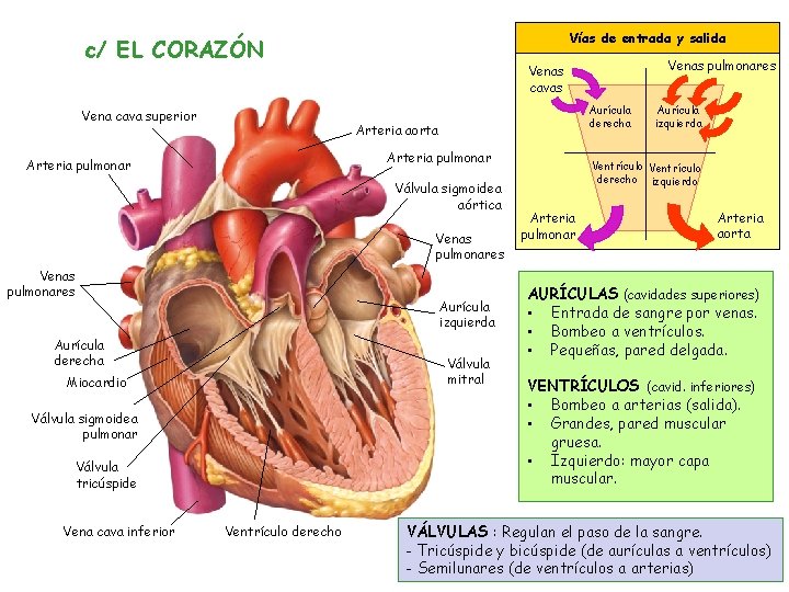 Vías de entrada y salida c/ EL CORAZÓN Vena cava superior Aurícula derecha Arteria