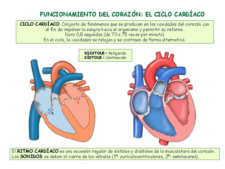 FUNCIONAMIENTO DEL CORAZÓN: EL CICLO CARDÍACO: Conjunto de fenómenos que se producen en las