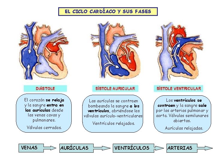 EL CICLO CARDÍACO Y SUS FASES El corazón se relaja y la sangre entra