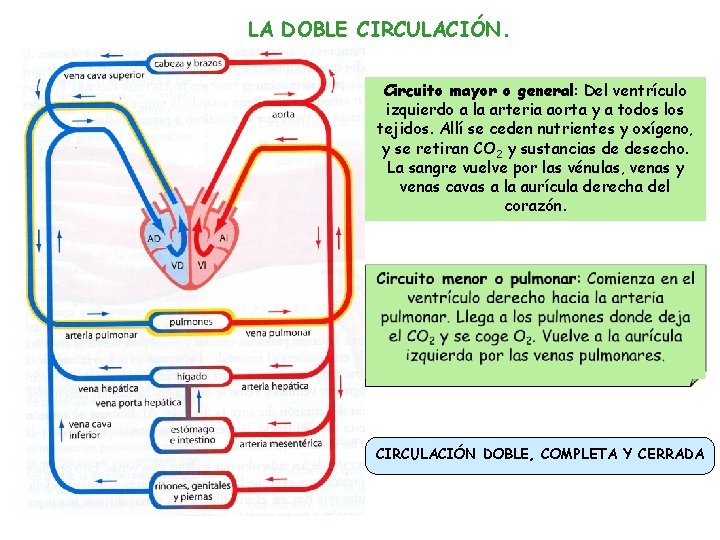 LA DOBLE CIRCULACIÓN. Circuito mayor o general: Del ventrículo izquierdo a la arteria aorta