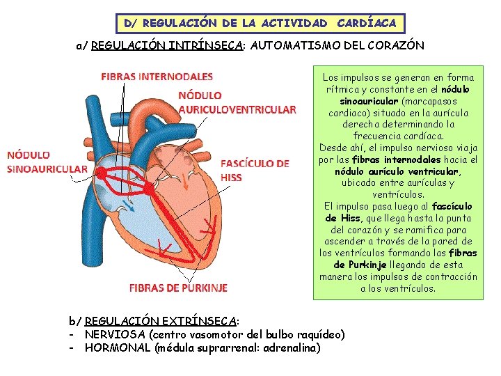 D/ REGULACIÓN DE LA ACTIVIDAD CARDÍACA a/ REGULACIÓN INTRÍNSECA: AUTOMATISMO DEL CORAZÓN Los impulsos