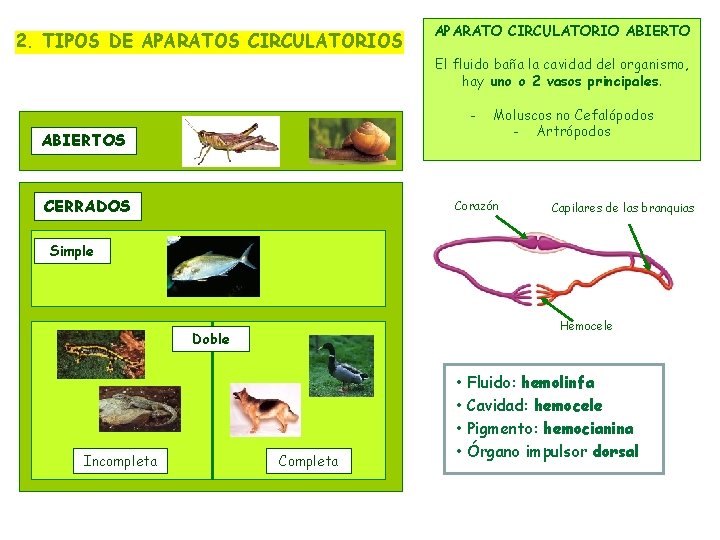 2. TIPOS DE APARATOS CIRCULATORIOS APARATO CIRCULATORIO ABIERTO El fluido baña la cavidad del