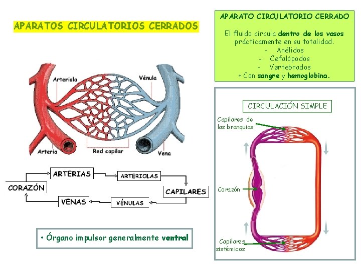 APARATOS CIRCULATORIOS CERRADOS APARATO CIRCULATORIO CERRADO El fluido circula dentro de los vasos prácticamente