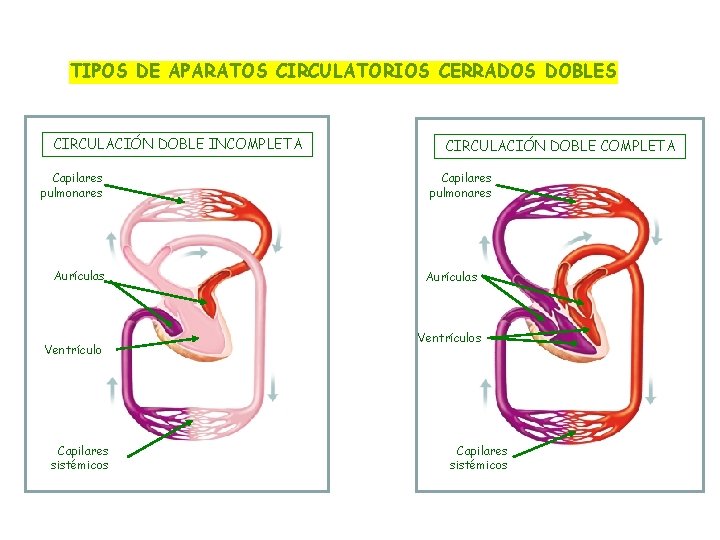 TIPOS DE APARATOS CIRCULATORIOS CERRADOS DOBLES CIRCULACIÓN DOBLE INCOMPLETA Capilares pulmonares Aurículas Ventrículo Capilares