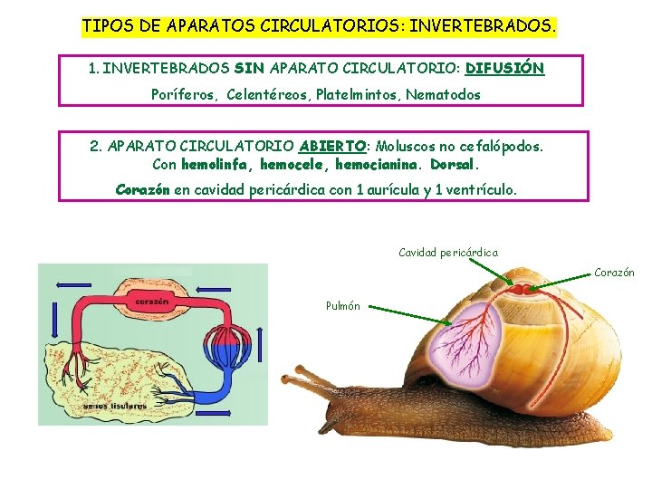 TIPOS DE APARATOS CIRCULATORIOS: INVERTEBRADOS. 1. INVERTEBRADOS SIN APARATO CIRCULATORIO: DIFUSIÓN Poríferos, Celentéreos, Platelmintos,