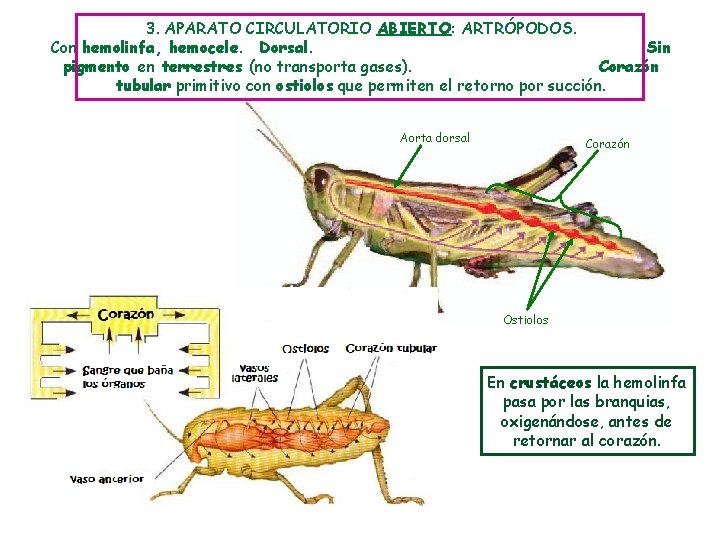 3. APARATO CIRCULATORIO ABIERTO: ARTRÓPODOS. Con hemolinfa, hemocele. Dorsal. Sin pigmento en terrestres (no