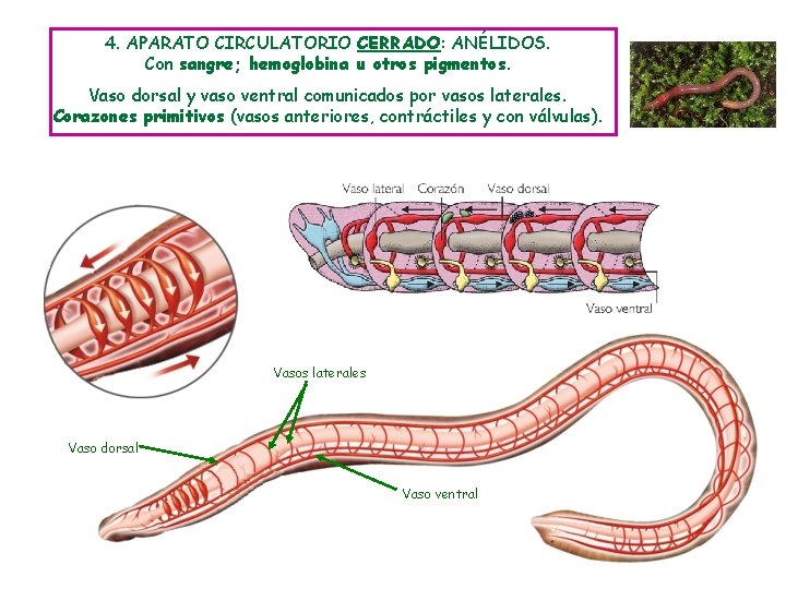 4. APARATO CIRCULATORIO CERRADO: ANÉLIDOS. Con sangre; hemoglobina u otros pigmentos. Vaso dorsal y